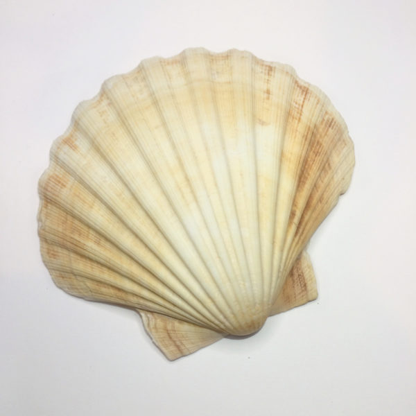The back of a large scallop shell