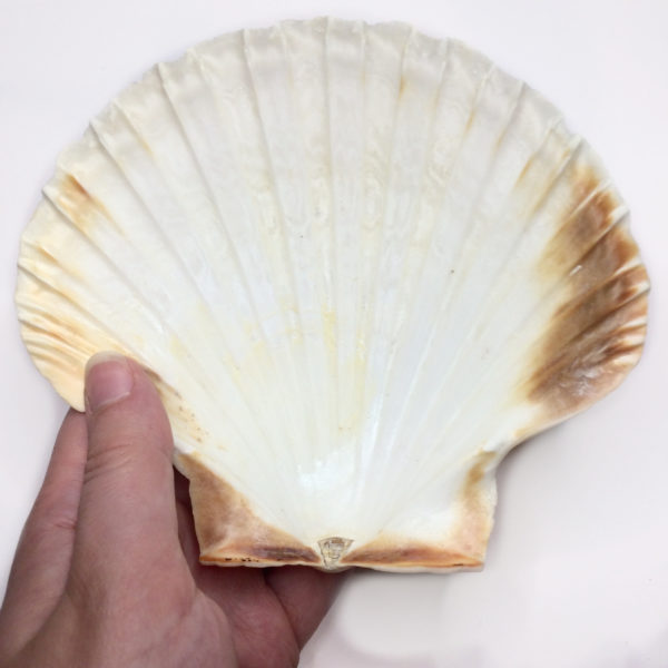 A large white and brown scallop shell