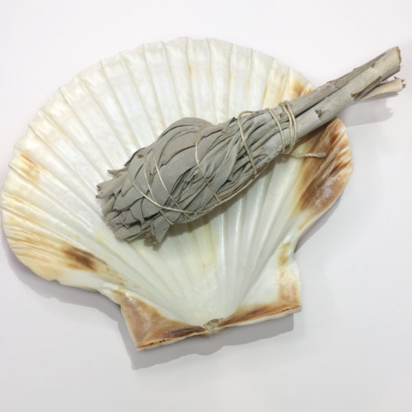 A Large Scallop Shell with a Sage Stick