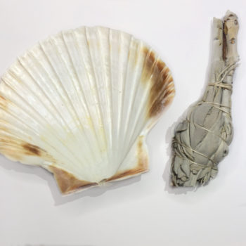 A Large Scallop Shell with a Sage Stick